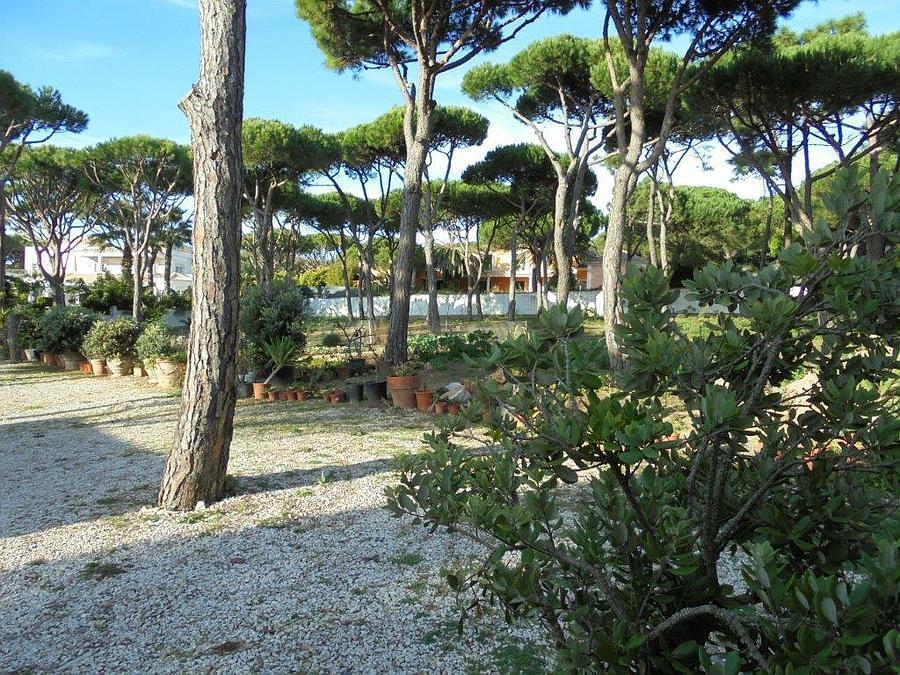 Terreno Quinta da Marinha/DSC00098