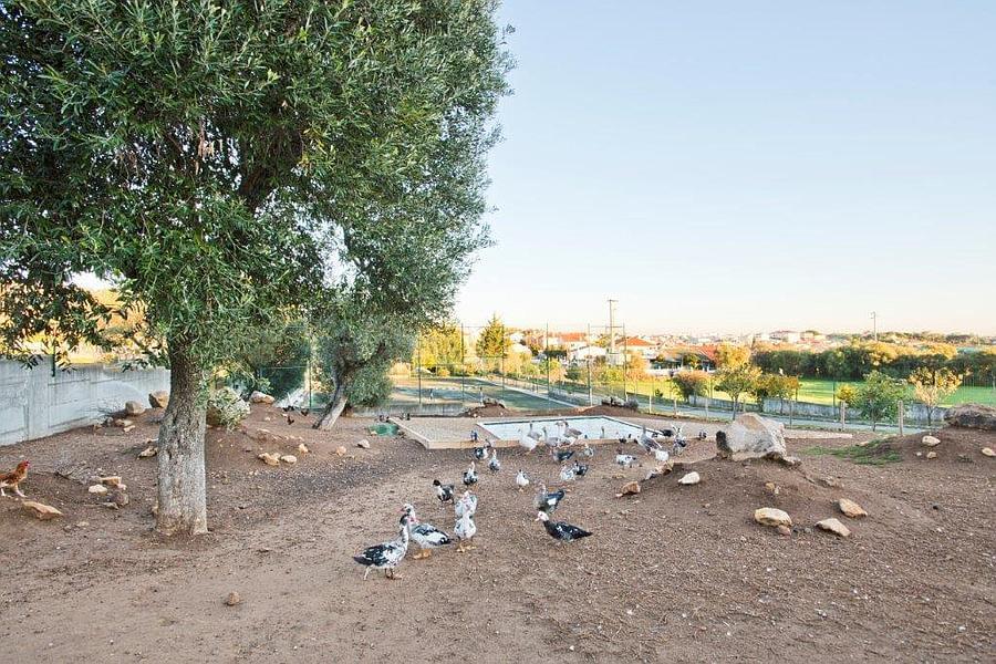 Maison normal T4+1 avec piscine