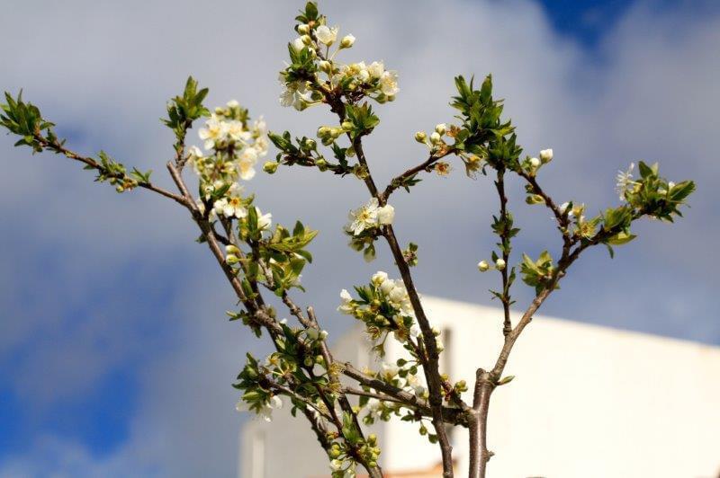 Homestead avec piscine