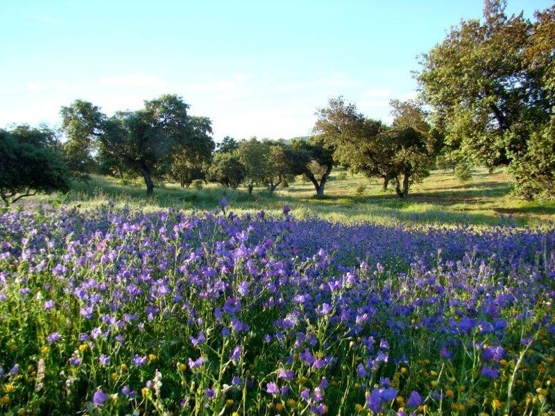 Homestead avec piscine