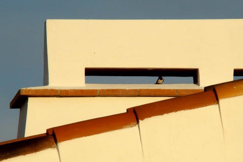 Homestead avec piscine