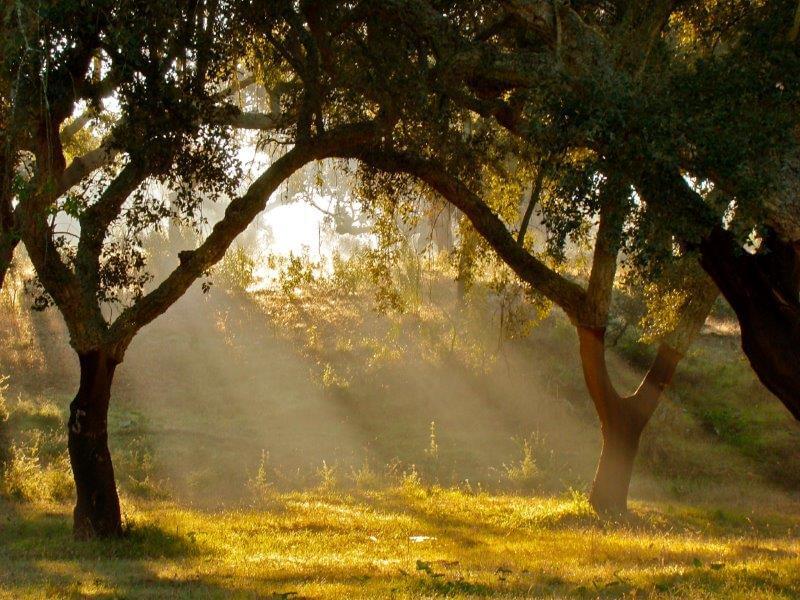 Homestead avec piscine