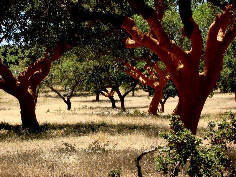 Homestead avec piscine