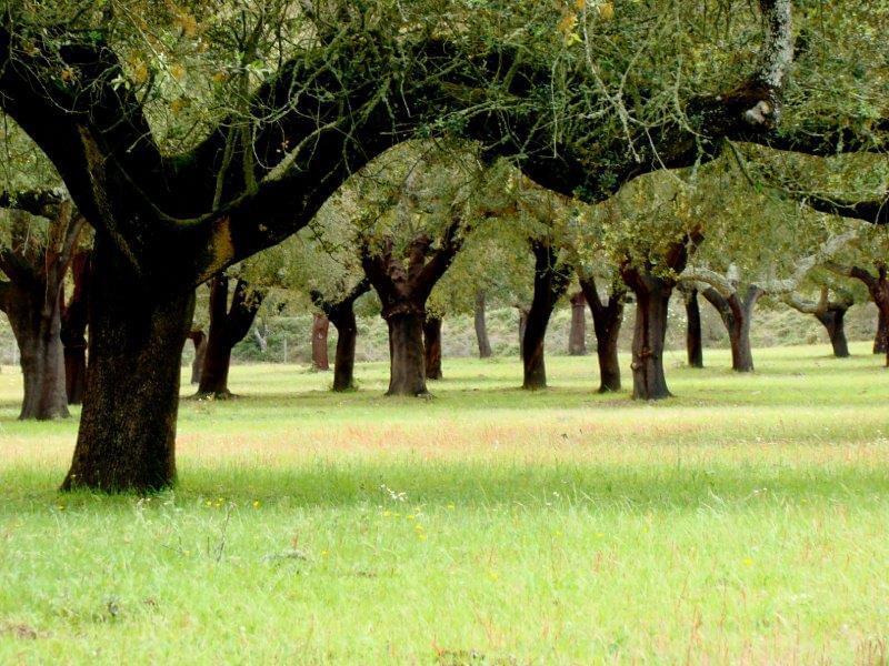 Homestead avec piscine