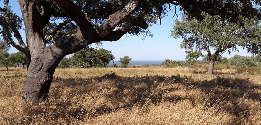 PF13307, Terrain, Grandola