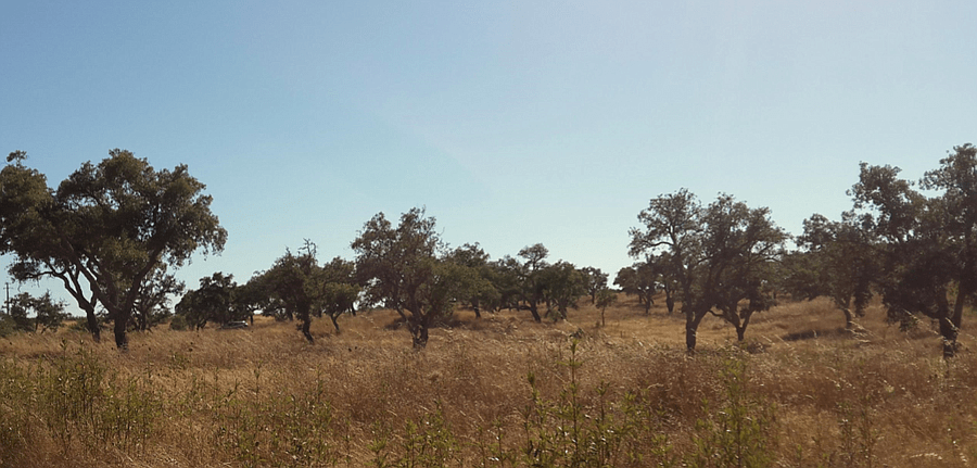 PF13307, Terrain, Grandola