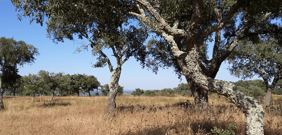 PF13307, Terrain, Grandola