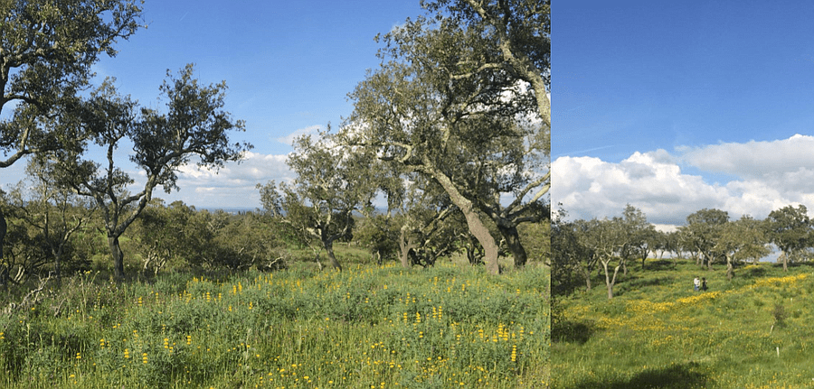 PF13307, Terrain, Grandola