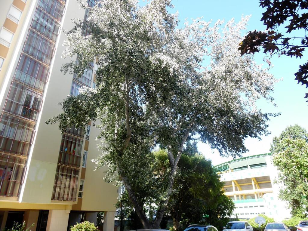 3 bedroom apartment with furniture