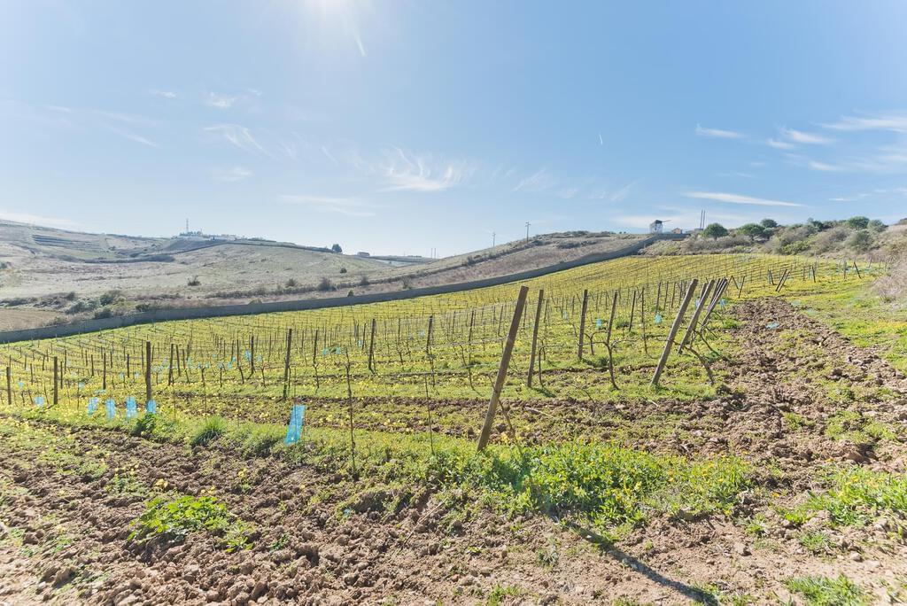 FERME avec maison de luxe et vignoble