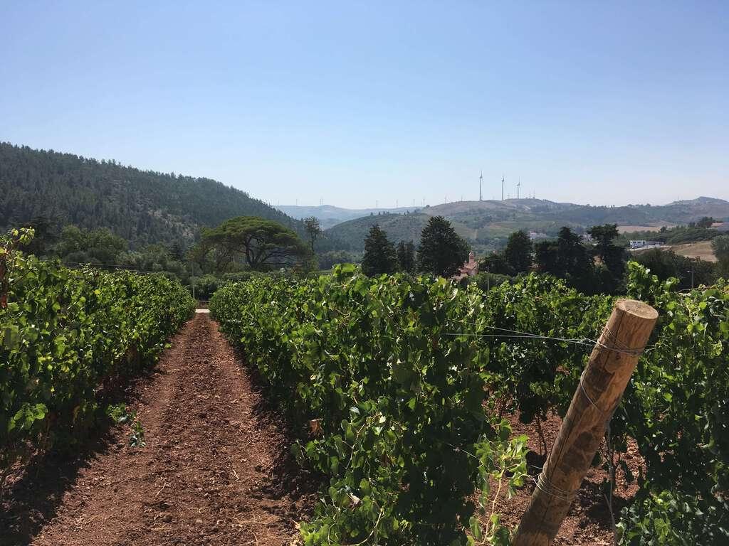 PF23476, Herdade, Torres Vedras