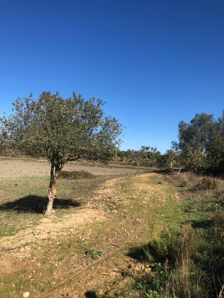 Rural land 14.0 ha, Cercal do Alentejo, Santiago do Cacem 1847071527