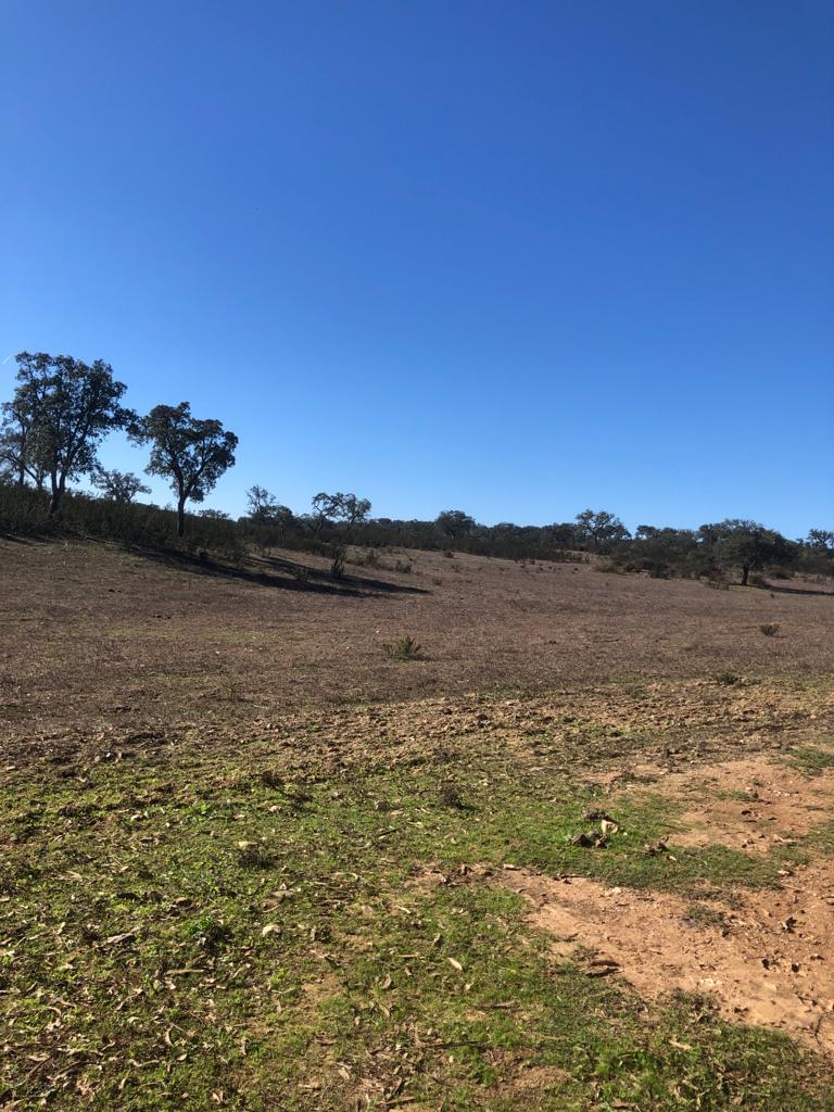 Rural land 14.0 ha, Cercal do Alentejo, Santiago do Cacem 1847071527