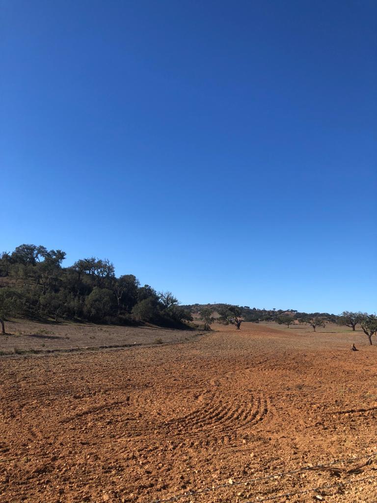 Rural land 18.1 ha, Cercal do Alentejo, Santiago do Cacem 3599952044