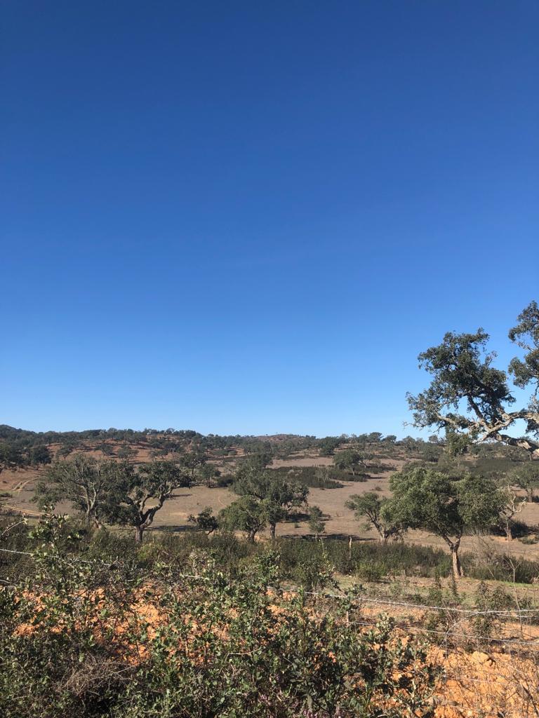 Rural land 30.2 ha, Cercal do Alentejo, Santiago do Cacem 1461161643