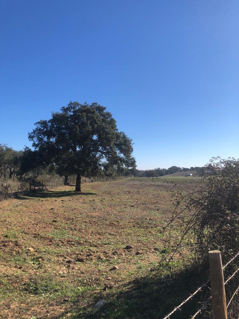 Terreno Rústico 30.2 ha, Cercal do Alentejo, Santiago do Cacem - Imagem 10