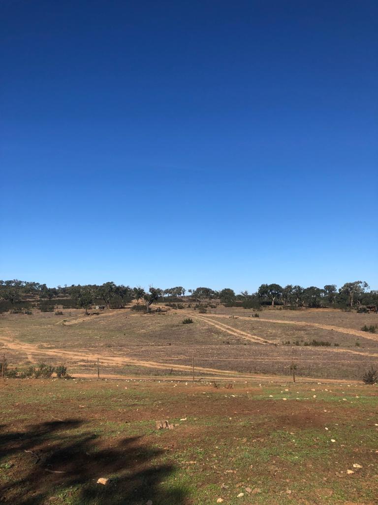 Terreno Rústico 30.2 ha, Cercal do Alentejo, Santiago do Cacem - Imagem 19