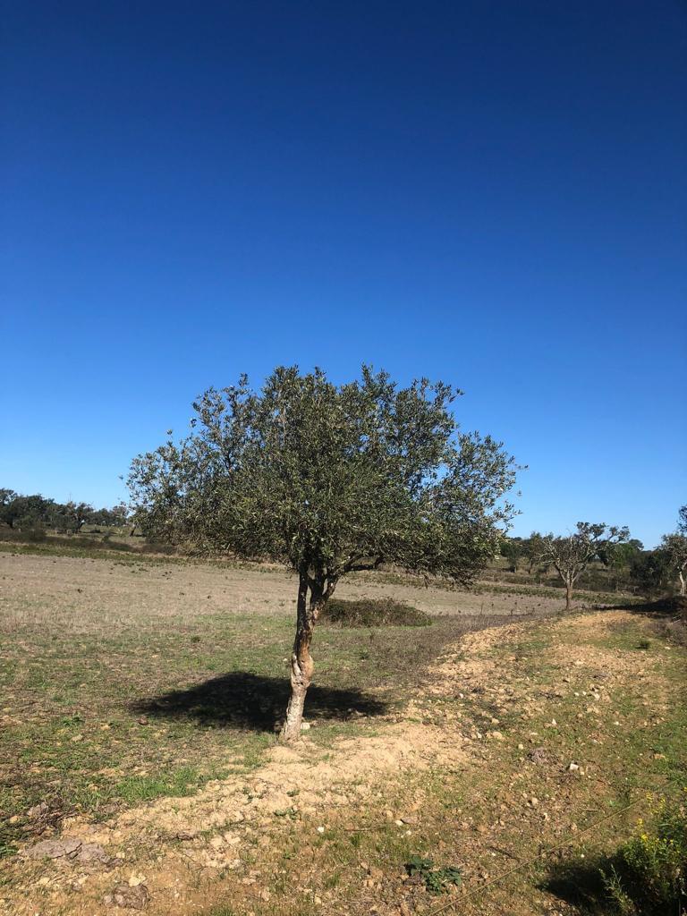 Terreno Rústico 30.2 ha, Cercal do Alentejo, Santiago do Cacem - Imagem 48