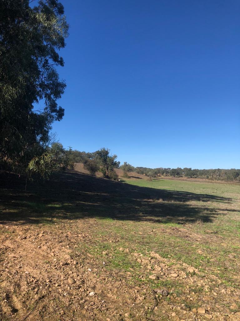 Terreno Rústico 30.2 ha, Cercal do Alentejo, Santiago do Cacem - Imagem 50