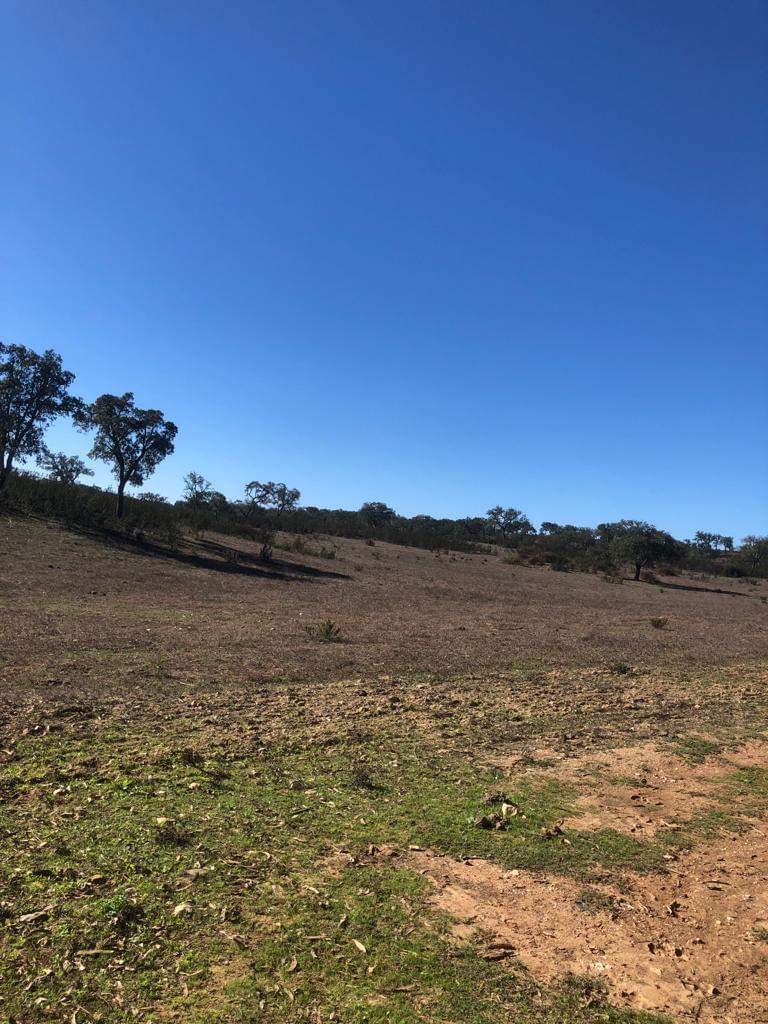 Terreno Rústico 30.2 ha, Cercal do Alentejo, Santiago do Cacem - Imagem 52
