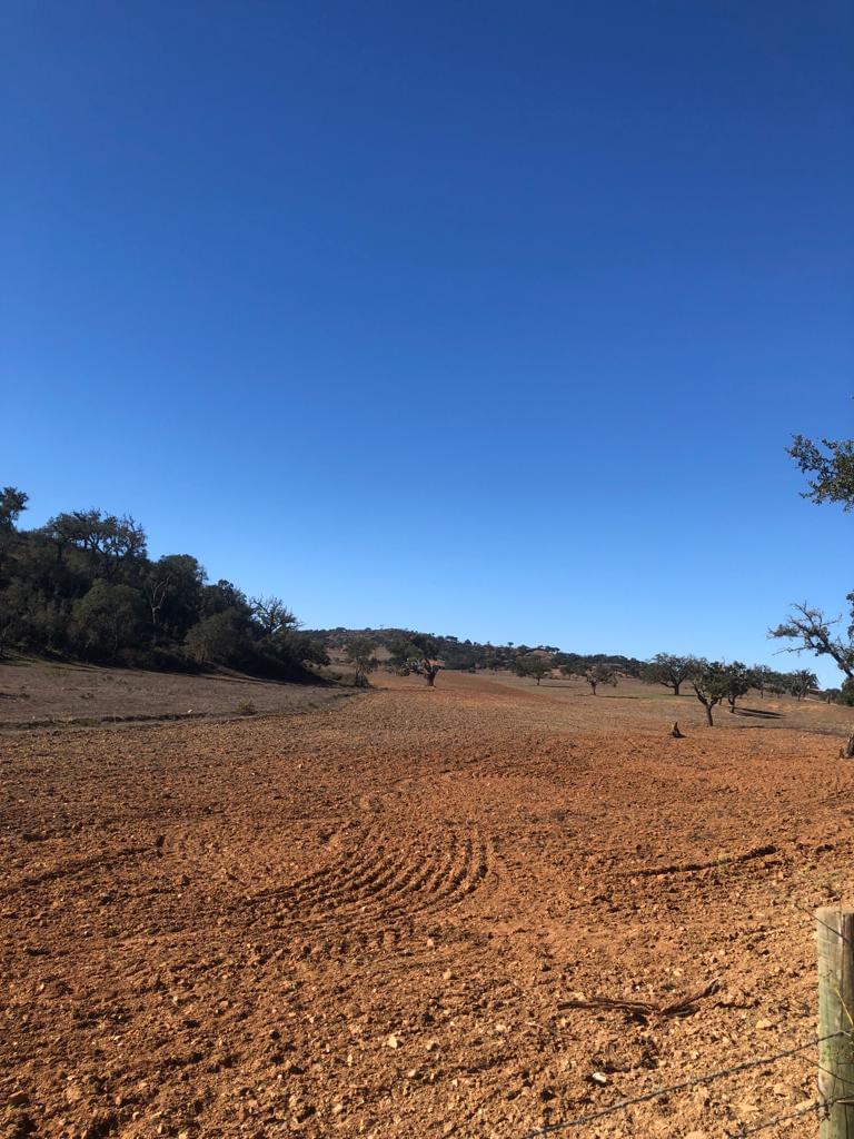 Terreno Rústico 30.2 ha, Cercal do Alentejo, Santiago do Cacem - Imagem 25