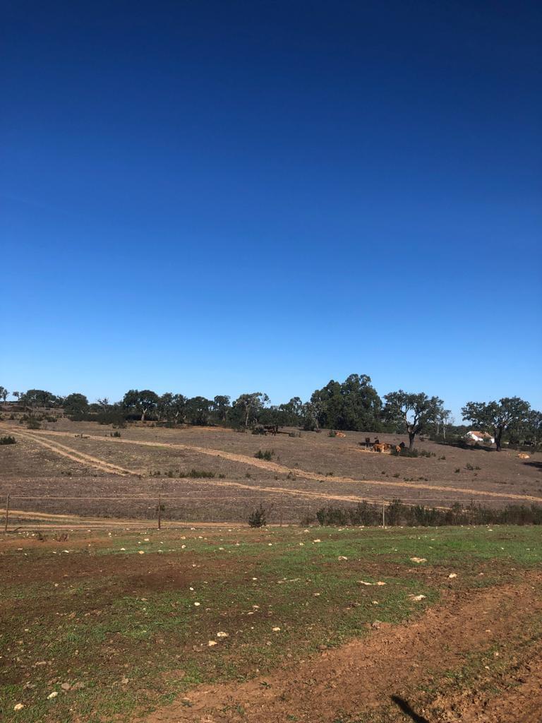 Terreno Rústico 30.2 ha, Cercal do Alentejo, Santiago do Cacem - Imagem 37