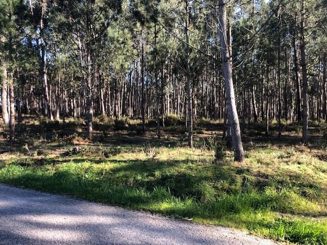 Rural land in urban perimeter 1.2 ha, Pombal 192059857