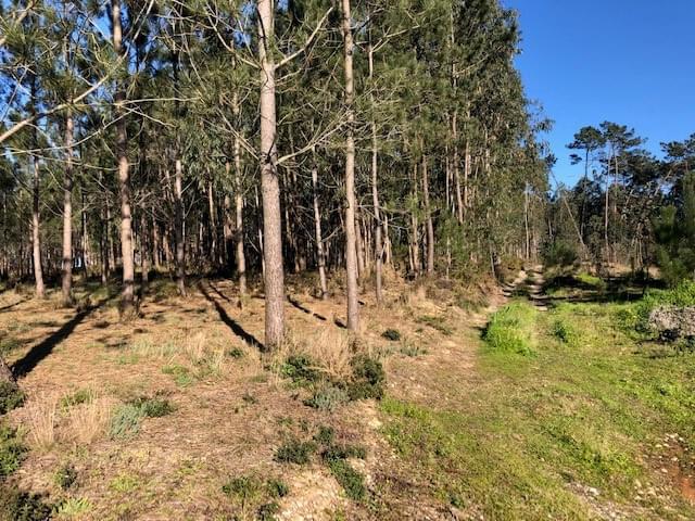 Rural land in urban perimeter 1.2 ha, Pombal 192059857