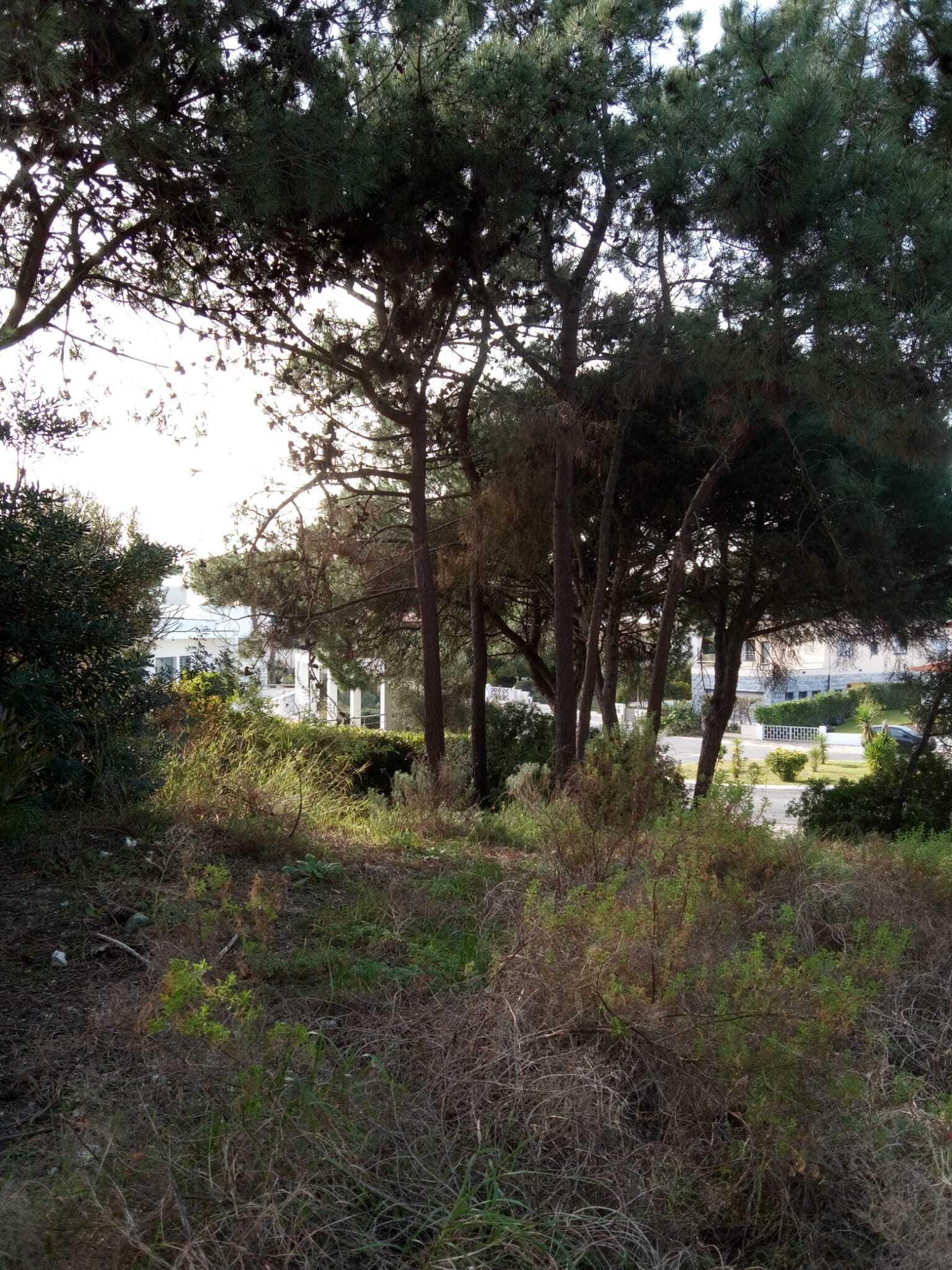 Terreno 1430 m2, Tróia, Grandola - Imagem 13