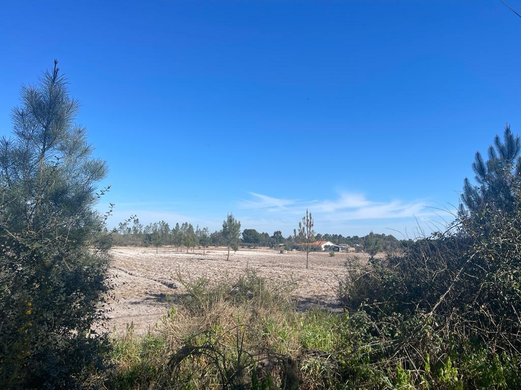 Quinta 4.0 ha, Grandola - Imagem 17
