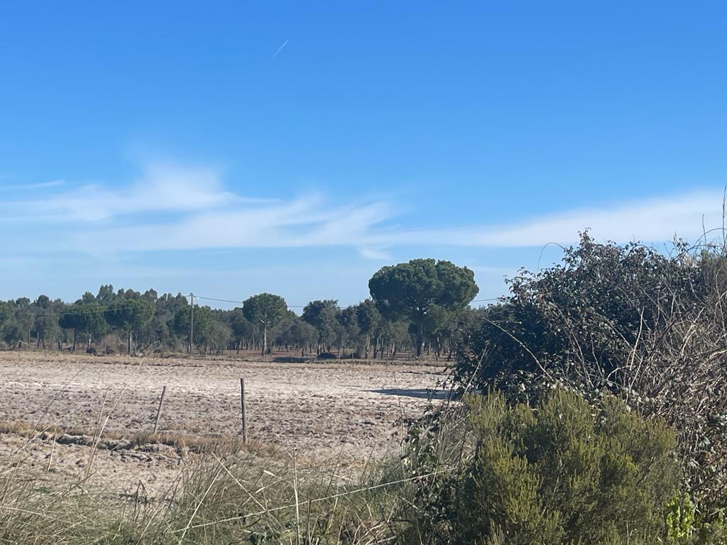 Quinta 4.0 ha, Grandola - Imagem 22