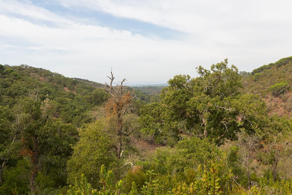 Land 53.0 ha, Santiago do Cacem 849669768