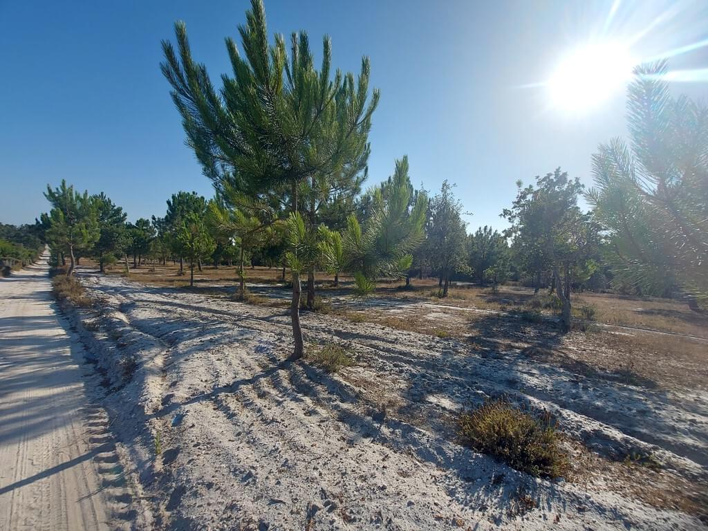 Rural land in urban perimeter 1.3 ha, Lagoa de Santo André, Santiago do Cacem 2662931697