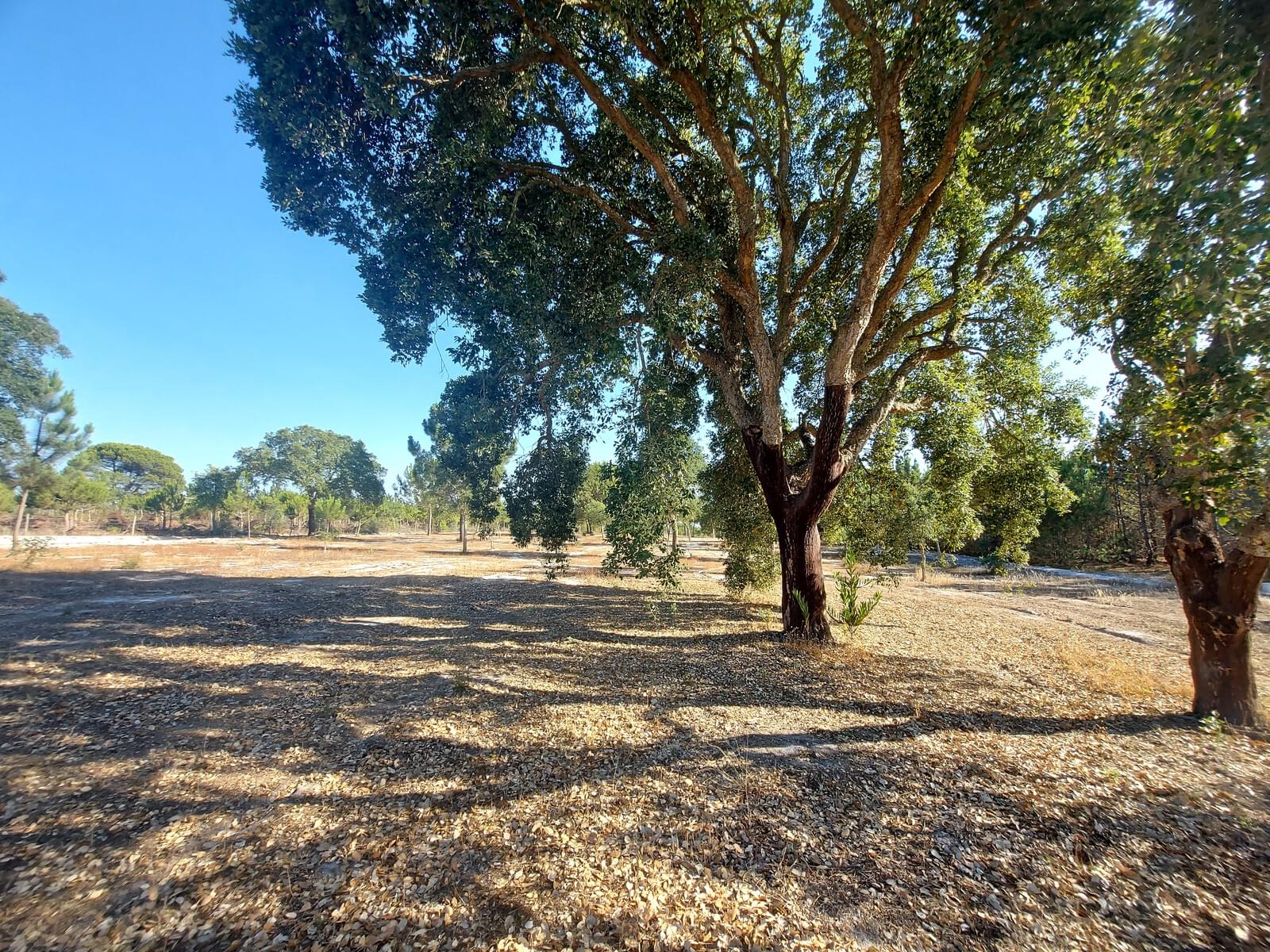 Terreno Rústico em Perímetro Urbano 1.3 ha, Lagoa de Santo André, Santiago do Cacem - Imagem 15