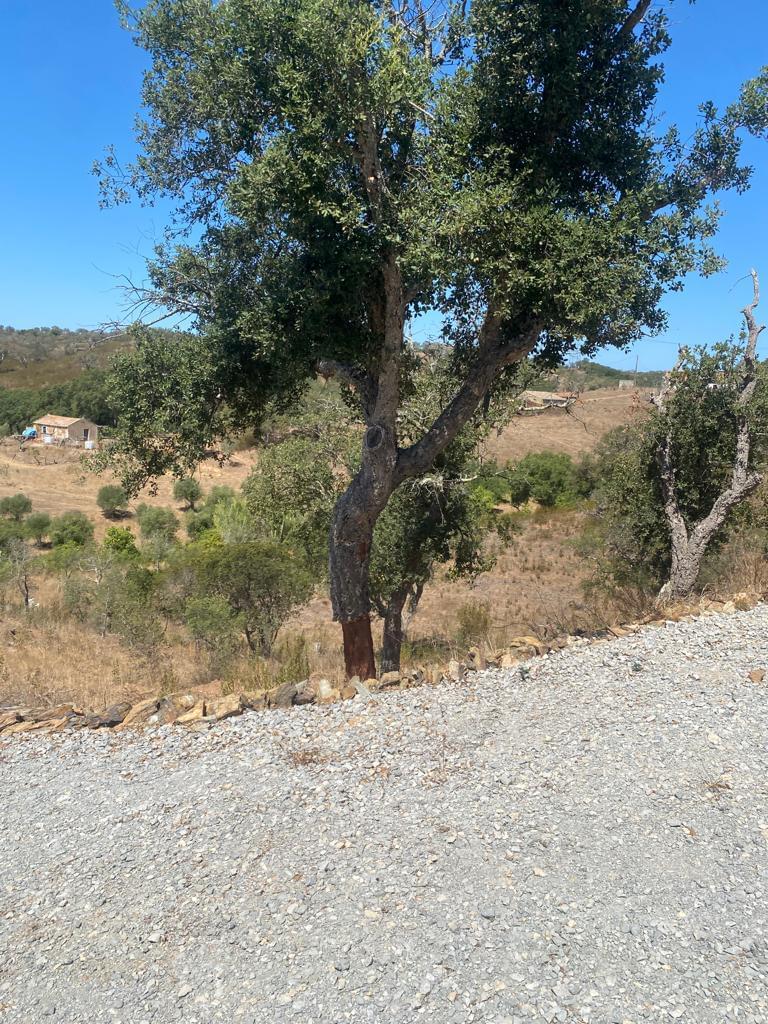 Terreno Rústico 5.8 ha, São Bartolomeu da Serra, Santiago do Cacem - Imagem 17
