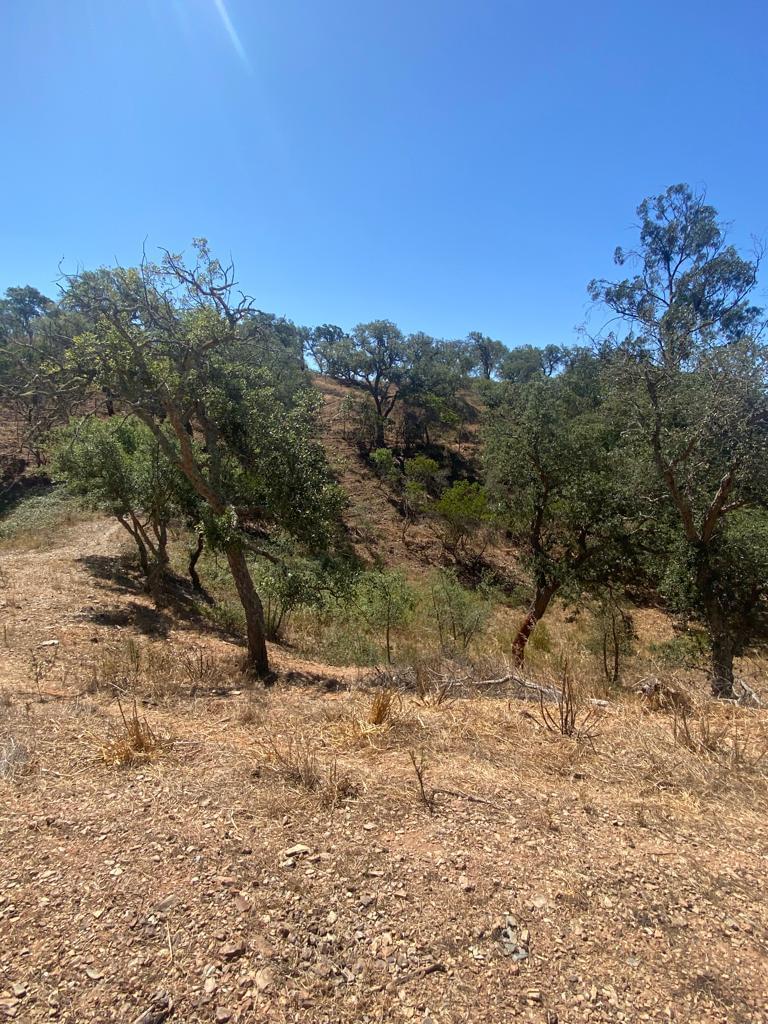 Terreno Rústico 5.8 ha, São Bartolomeu da Serra, Santiago do Cacem - Imagem 25