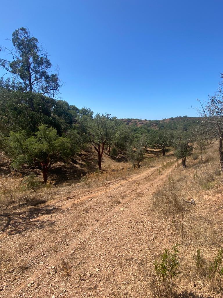 Terreno Rústico 5.8 ha, São Bartolomeu da Serra, Santiago do Cacem - Imagem 26