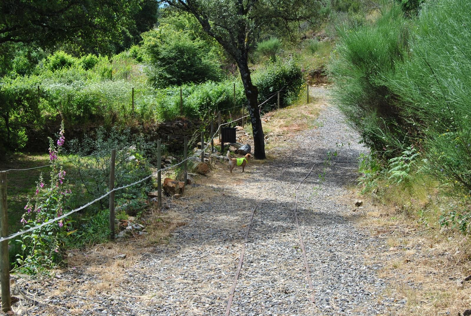 Quinta 5.3 ha, Covilhã - Imagem 69