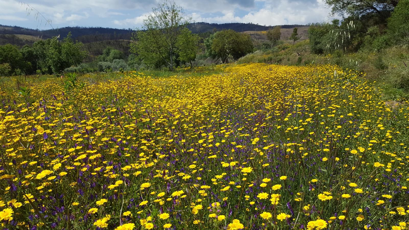 Quinta 5.3 ha, Covilhã - Imagem 109