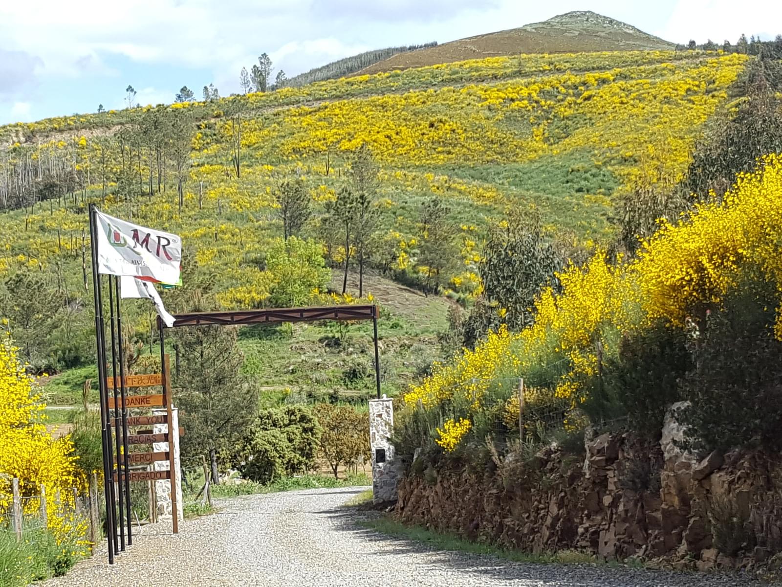 Quinta 5.3 ha, Covilhã - Imagem 107
