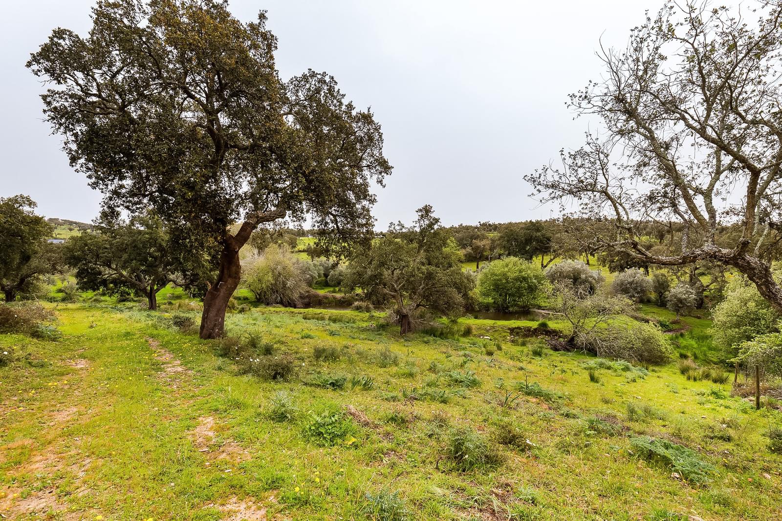 Herdade 16.3 ha, Mosteiros, Arronches - Imagem 38