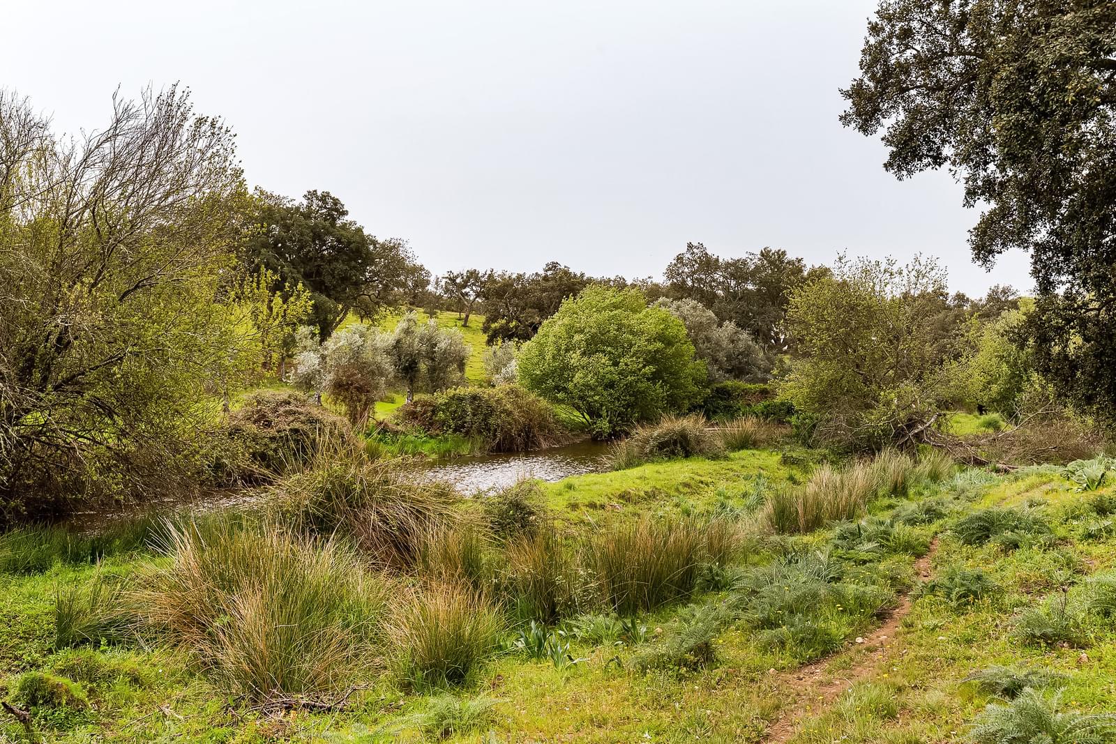 Herdade 16.3 ha, Mosteiros, Arronches - Imagem 39