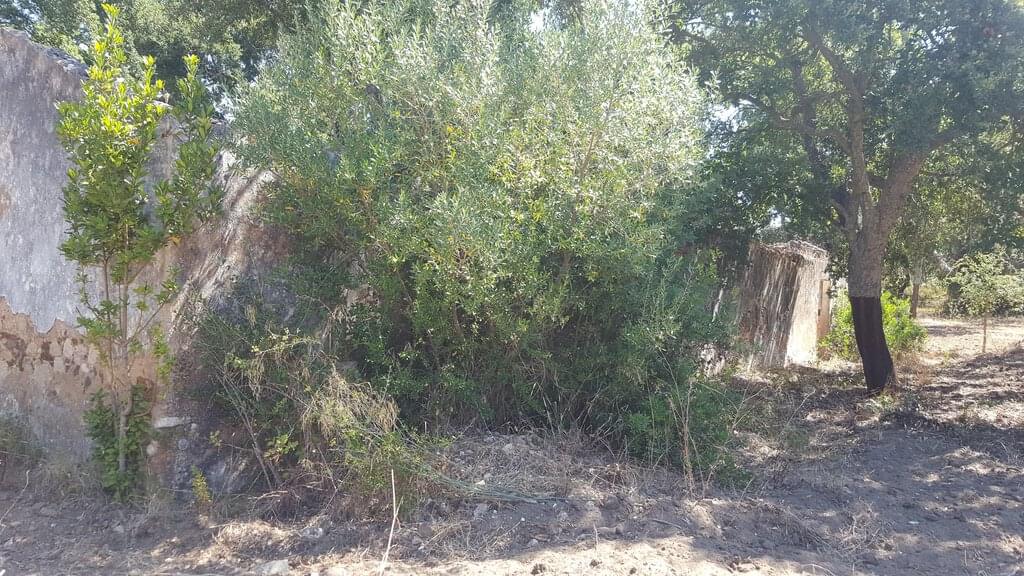 Mixed land 4.3 ha, Santa Cruz, Santiago do Cacem 2591084422