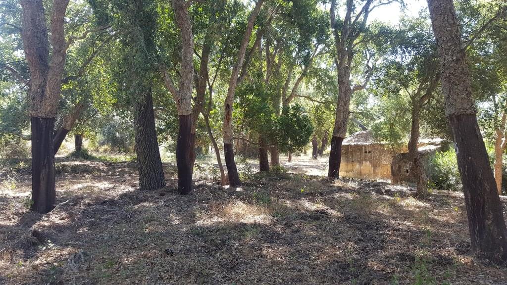 Mixed land 4.3 ha, Santa Cruz, Santiago do Cacem 2591084422