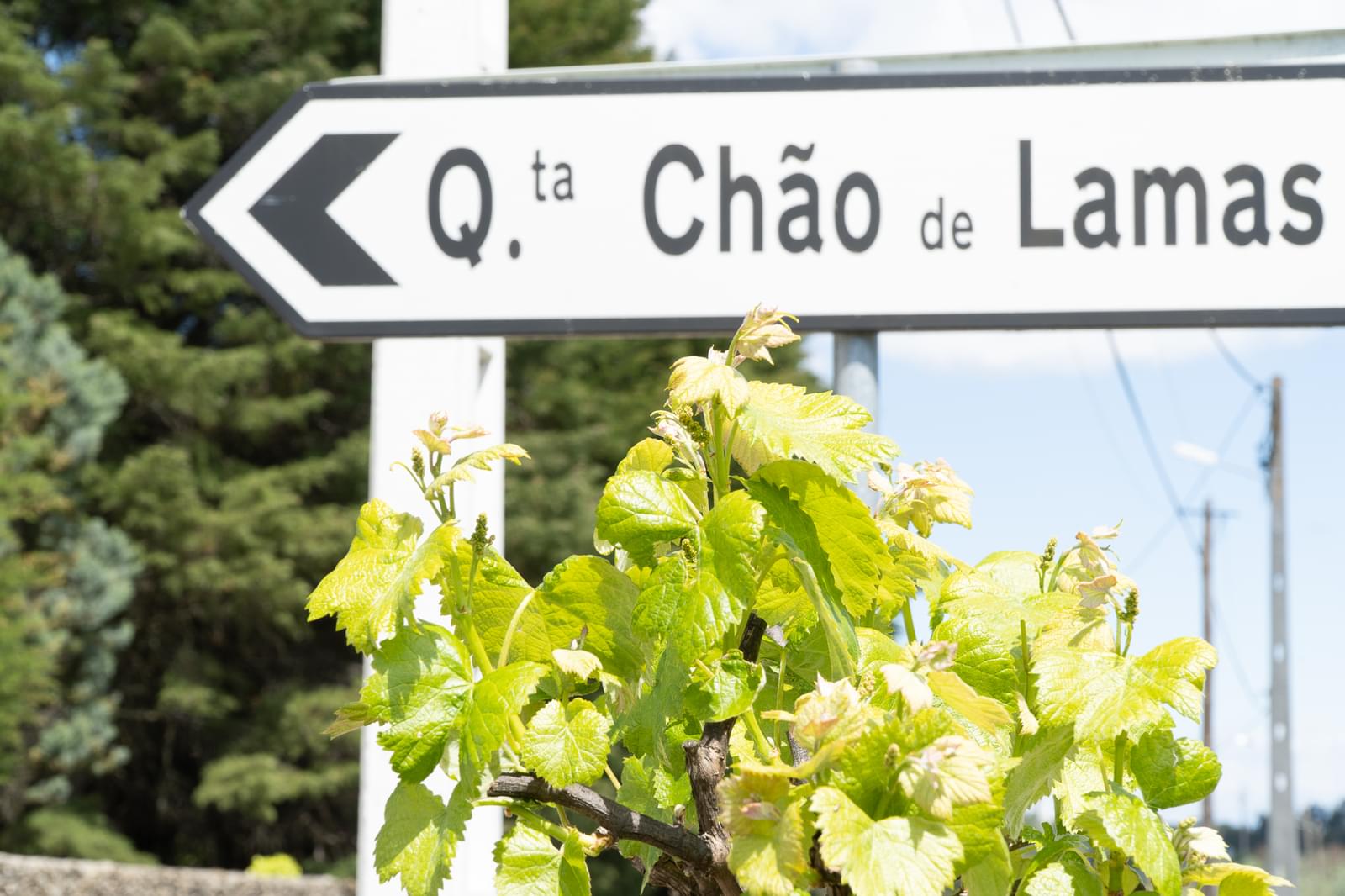 Quinta 7.1 ha, Miranda do Corvo - Imagem 71