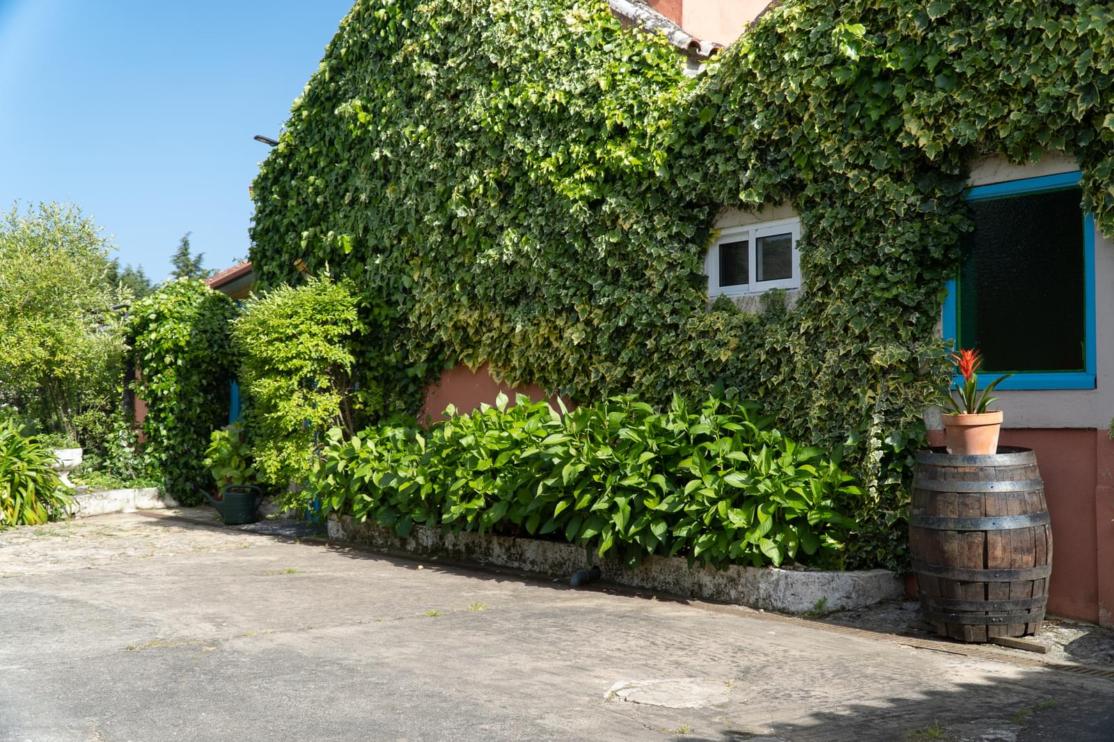 Quinta 7.1 ha, Miranda do Corvo - Imagem 5