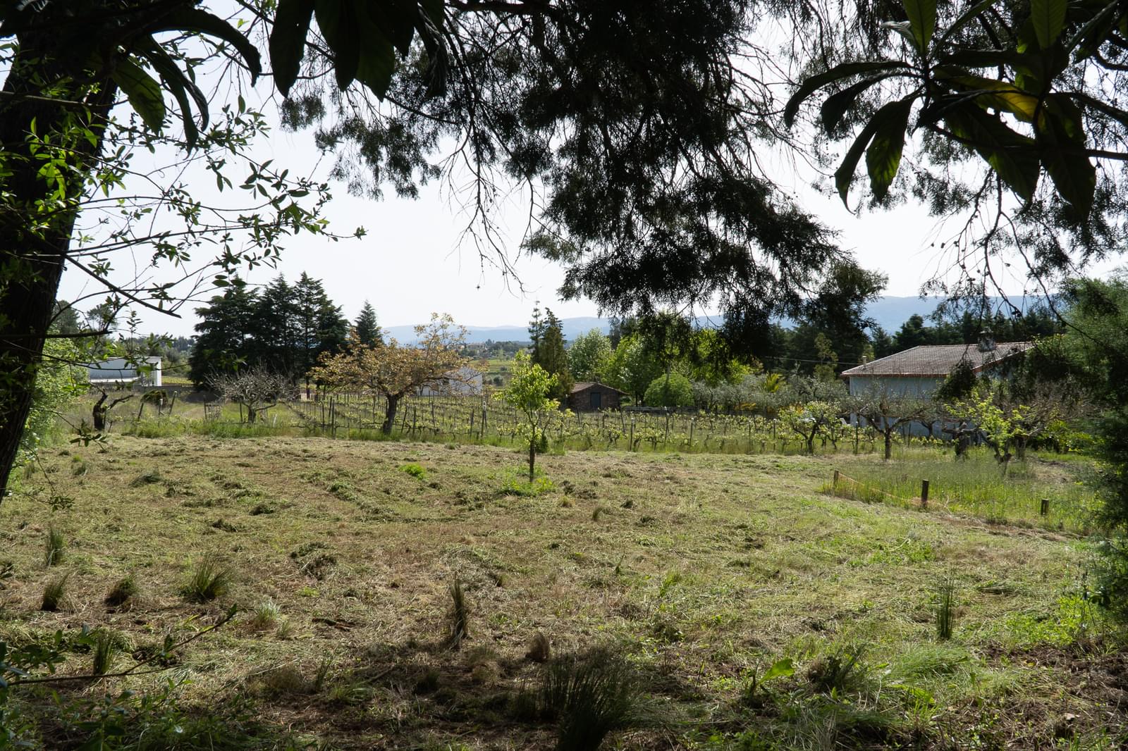 Quinta 7.1 ha, Miranda do Corvo - Imagem 69