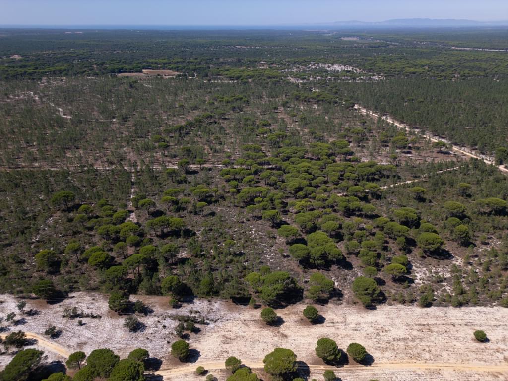 Land 9.4 ha, Muda, Grandola 1949376538