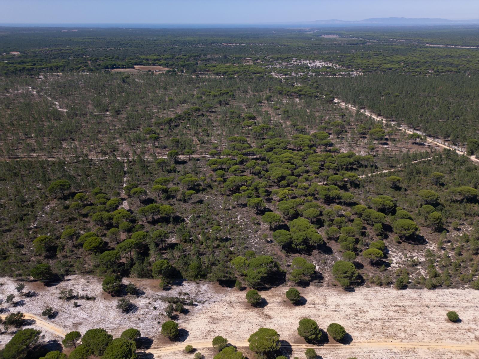 Terreno 9.4 ha, Muda, Grandola - Imagem 1