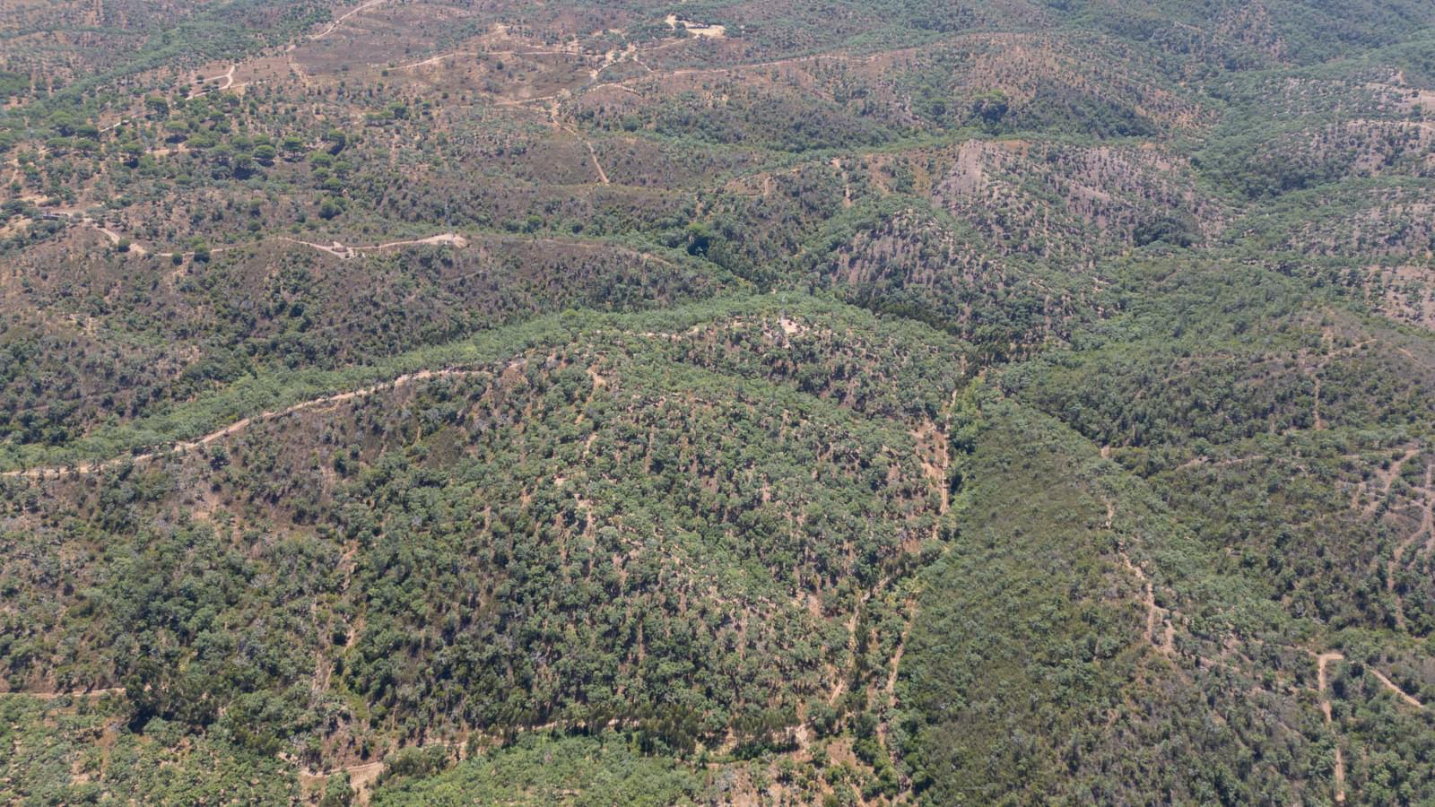 Quinta 10.0 ha, Santiago do Cacem - Imagem 16